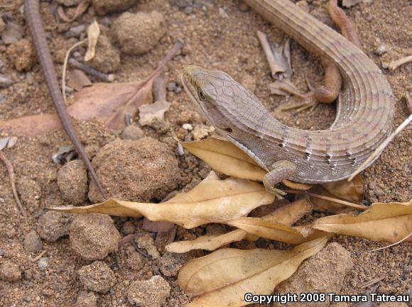 San Diego Alligator Lizard (Elgaria multicarinata webbii)