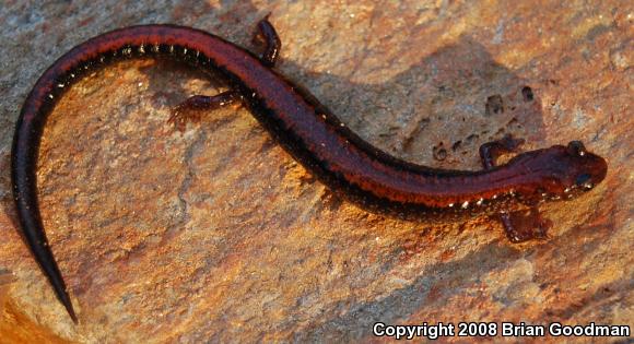 Eastern Red-backed Salamander (Plethodon cinereus)