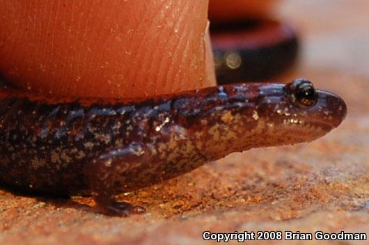 Eastern Red-backed Salamander (Plethodon cinereus)