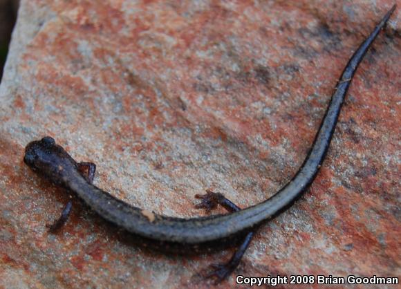 Eastern Red-backed Salamander (Plethodon cinereus)