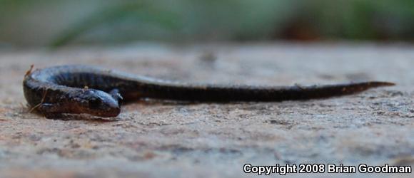 Eastern Red-backed Salamander (Plethodon cinereus)