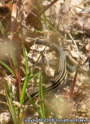 Six-lined Racerunner (Aspidoscelis sexlineata sexlineata)