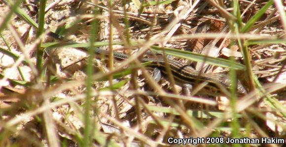 Six-lined Racerunner (Aspidoscelis sexlineata sexlineata)