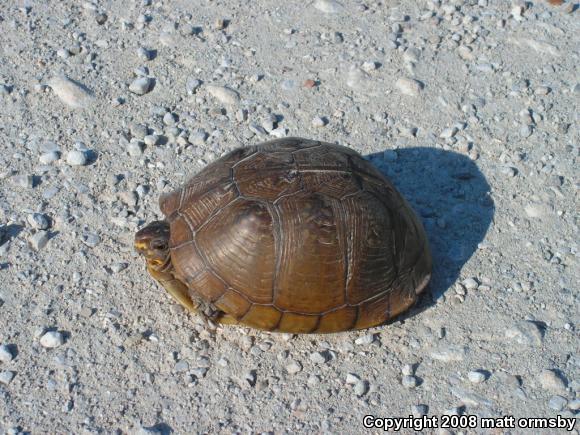 Eastern Box Turtle (Terrapene carolina)