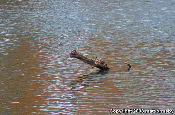 Red-eared Slider (Trachemys scripta elegans)