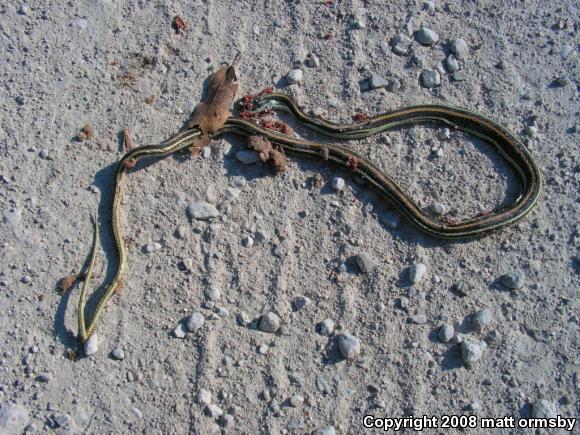 Western Ribbonsnake (Thamnophis proximus)