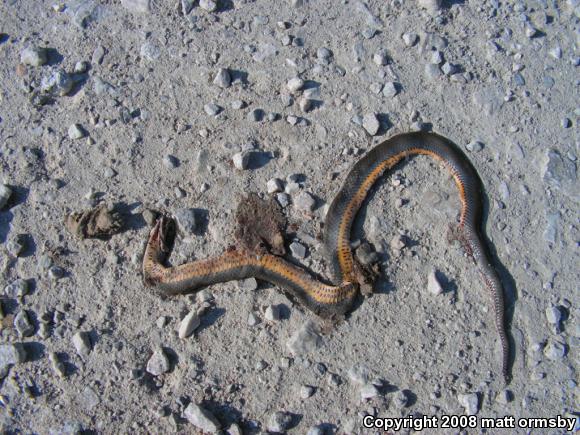 Ring-necked Snake (Diadophis punctatus)