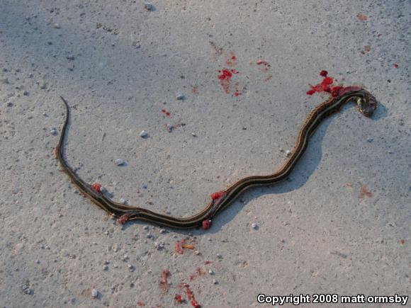 Eastern Gartersnake (Thamnophis sirtalis sirtalis)