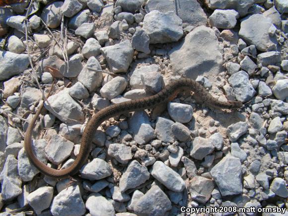 Midland Brownsnake (Storeria dekayi wrightorum)