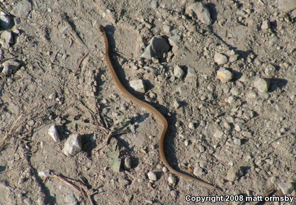 Midland Brownsnake (Storeria dekayi wrightorum)