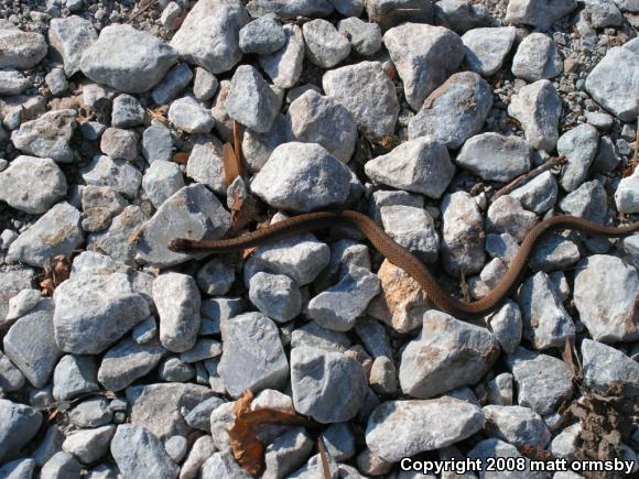 Midland Brownsnake (Storeria dekayi wrightorum)