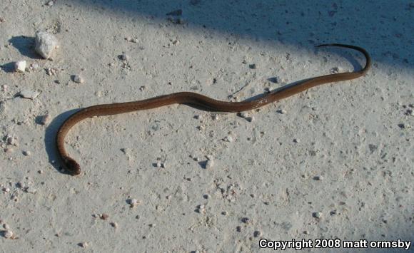 Midland Brownsnake (Storeria dekayi wrightorum)