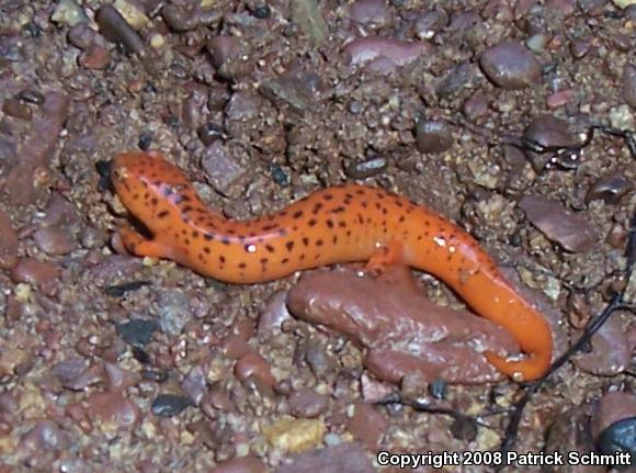 Northern Red Salamander (Pseudotriton ruber ruber)