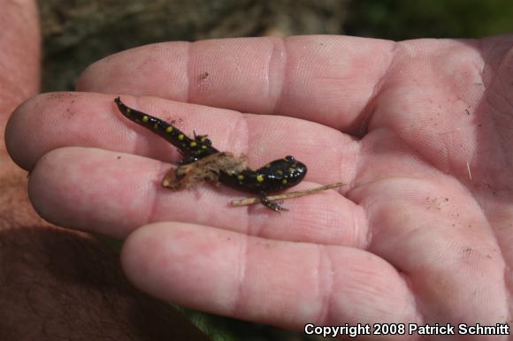 Spotted Salamander (Ambystoma maculatum)