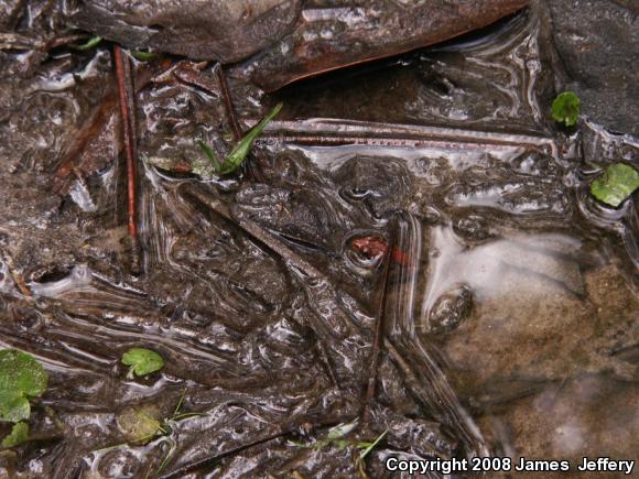 Coastal Plain Cricket Frog (Acris gryllus gryllus)