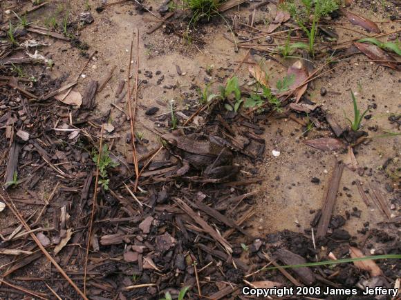 Bronze Frog (Lithobates clamitans clamitans)