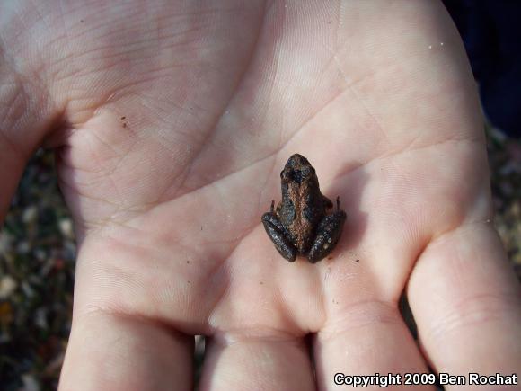 Eastern Cricket Frog (Acris crepitans crepitans)