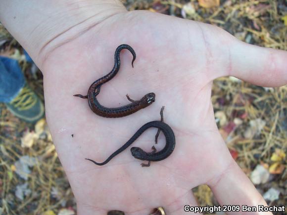 Eastern Red-backed Salamander (Plethodon cinereus)