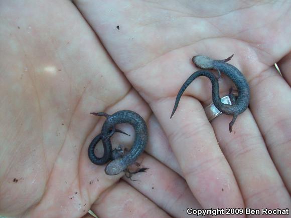 Eastern Red-backed Salamander (Plethodon cinereus)