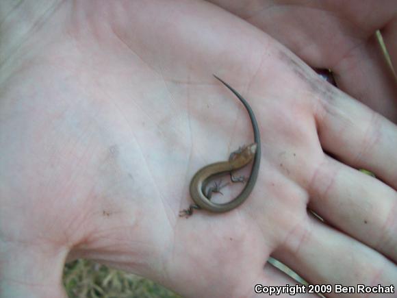 Little Brown Skink (Scincella lateralis)