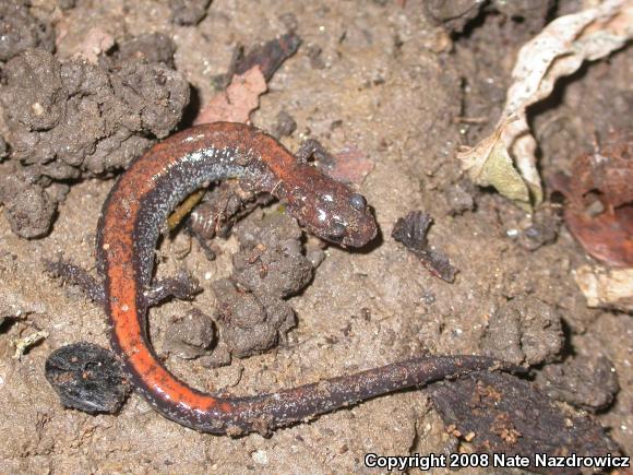 Eastern Red-backed Salamander (Plethodon cinereus)