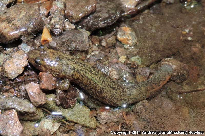 Black-bellied Salamander (Desmognathus quadramaculatus)