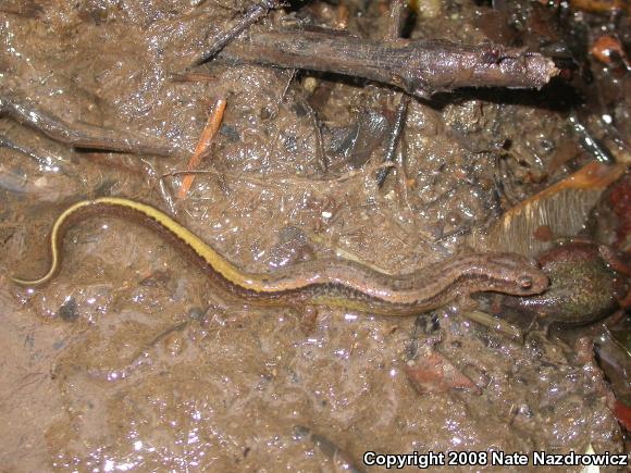 Northern Two-lined Salamander (Eurycea bislineata)