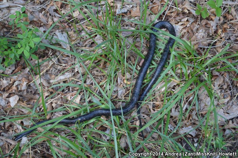 Black Ratsnake (Pantherophis obsoletus obsoletus)