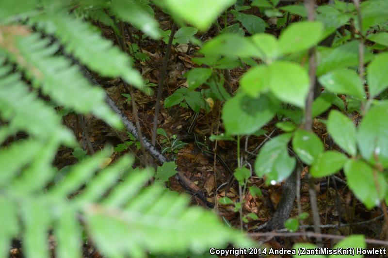 Eastern Gartersnake (Thamnophis sirtalis sirtalis)