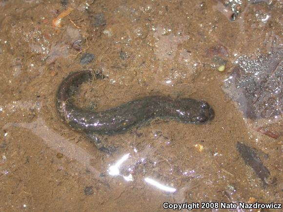 Northern Dusky Salamander (Desmognathus fuscus)