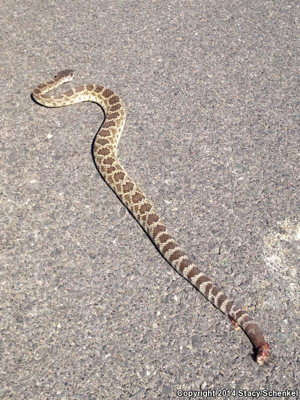 Southern Pacific Rattlesnake (Crotalus oreganus helleri)