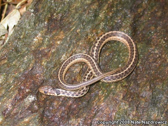 Eastern Gartersnake (Thamnophis sirtalis sirtalis)