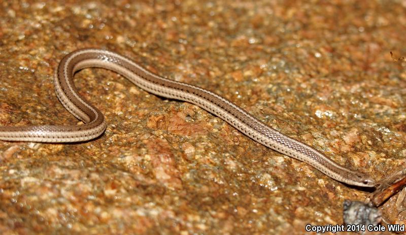 Lined Snake (Tropidoclonion lineatum)