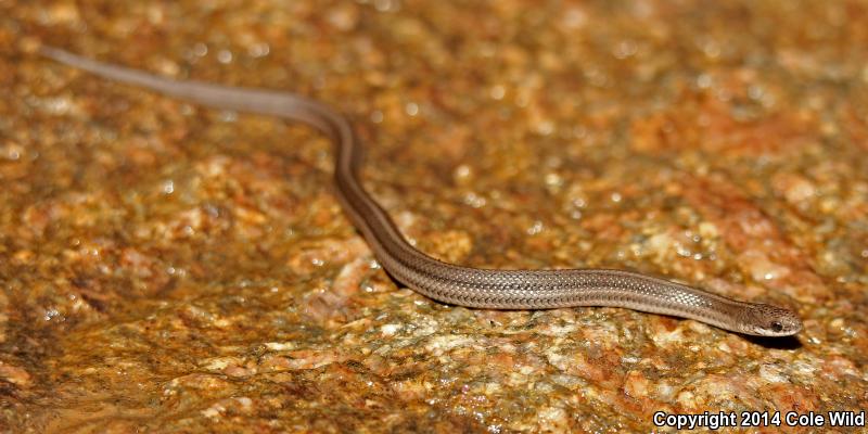 Lined Snake (Tropidoclonion lineatum)