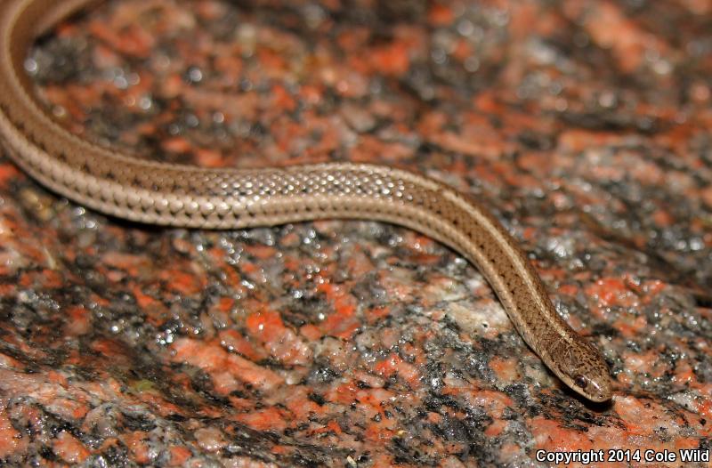 Lined Snake (Tropidoclonion lineatum)