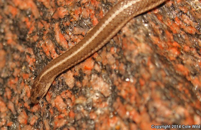 Lined Snake (Tropidoclonion lineatum)