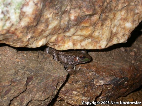 Northern Green Frog (Lithobates clamitans melanota)