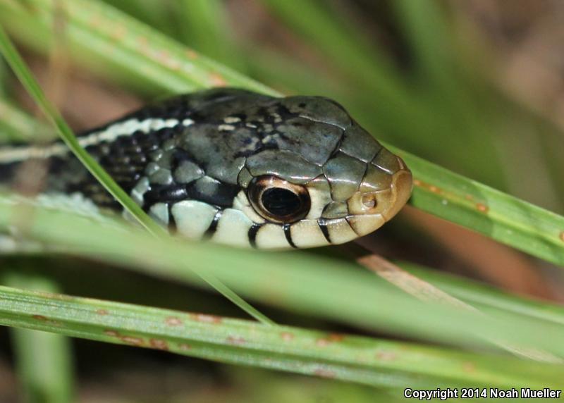 Eastern Gartersnake (Thamnophis sirtalis sirtalis)