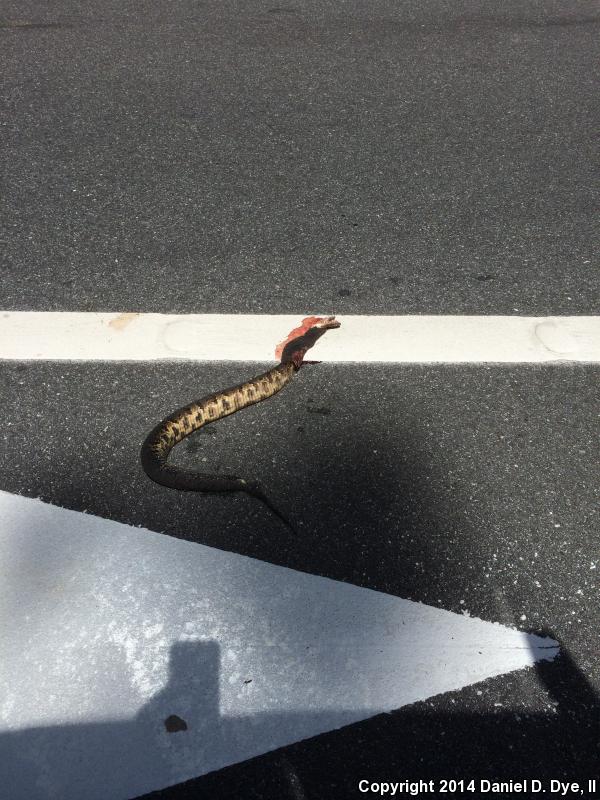 Florida Cottonmouth (Agkistrodon piscivorus conanti)