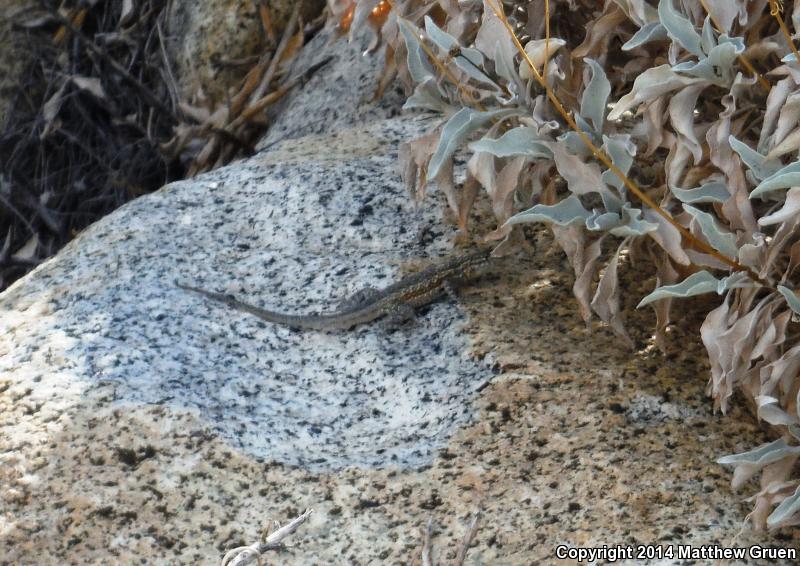 Western Side-blotched Lizard (Uta stansburiana elegans)