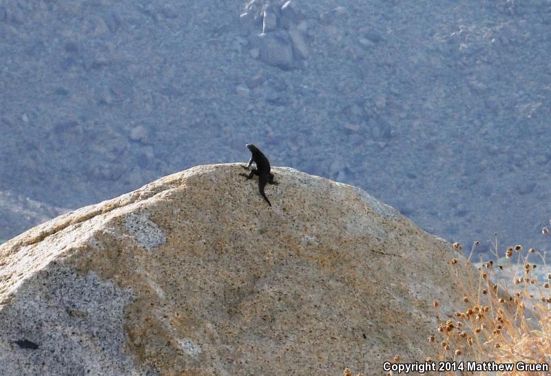 Granite Spiny Lizard (Sceloporus orcutti)