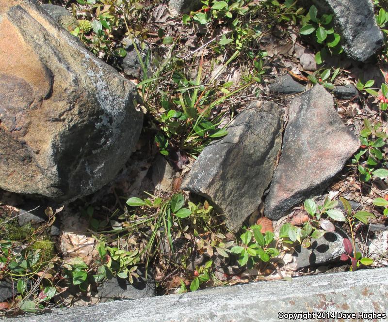 Timber Rattlesnake (Crotalus horridus)