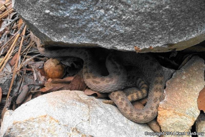 Twin-spotted Rattlesnake (Crotalus pricei)