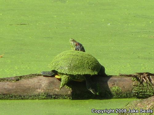 Red-eared Slider (Trachemys scripta elegans)