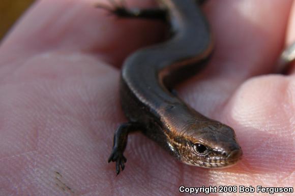 Little Brown Skink (Scincella lateralis)