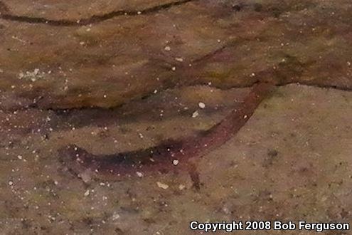 Northern Red Salamander (Pseudotriton ruber ruber)