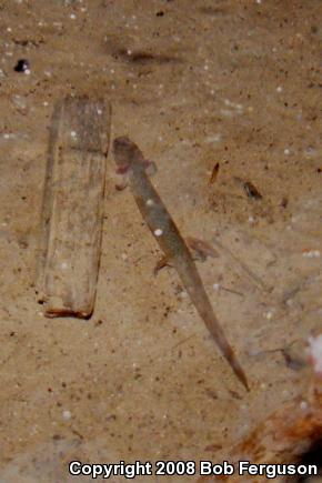 Northern Red Salamander (Pseudotriton ruber ruber)