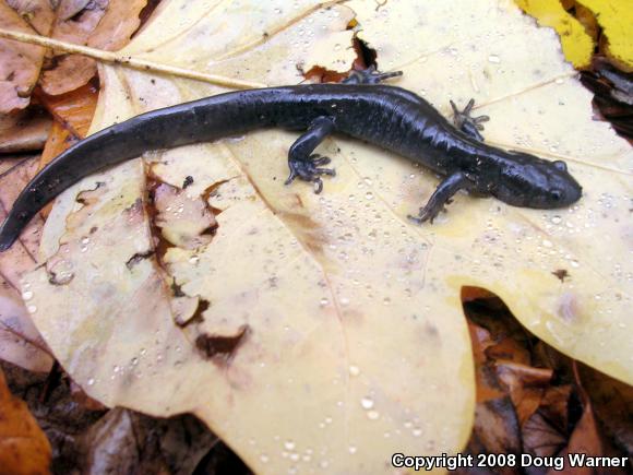 Jefferson Salamander (Ambystoma jeffersonianum)