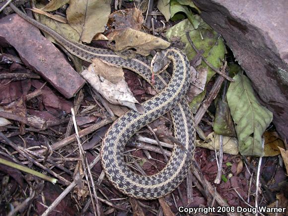 Eastern Gartersnake (Thamnophis sirtalis sirtalis)