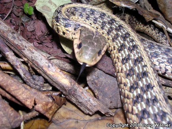 Eastern Gartersnake (Thamnophis sirtalis sirtalis)